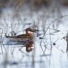 Lyskonoh uzkozoby - Phalaropus lobatus - Red-necked Phalarope 0014
